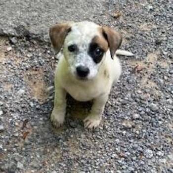 Lucy -  Mixed Breed Dog for Adoption in Parrish, Alabama - Lucy | PetCurious