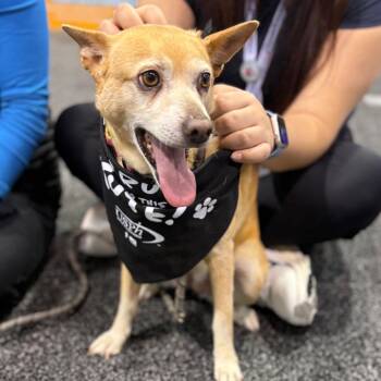 Terrier Dogs Available for Adoption - Pebbles - Costa Mesa Location | PetCurious