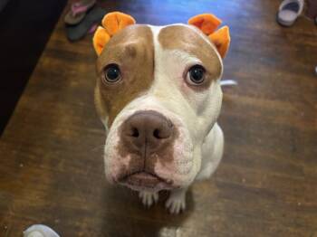 Mixed Breed Dogs Available for Adoption - Pulaski | PetCurious