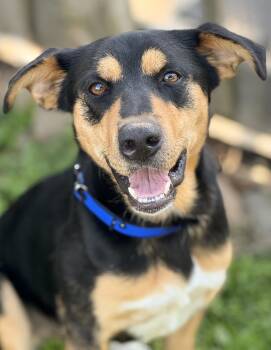 Leo -  Australian Shepherd Dog for Adoption in Anderson, Indiana - Leo | PetCurious