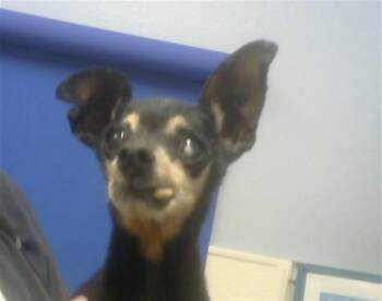 Chihuahua and Mixed Breed Dogs Available for Adoption in Albuquerque, New Mexico - CHAVELA | PetCurious