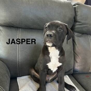Rescue Mixed Breed Dogs for Adoption in Las Vegas, Nevada - Jasper | PetCurious