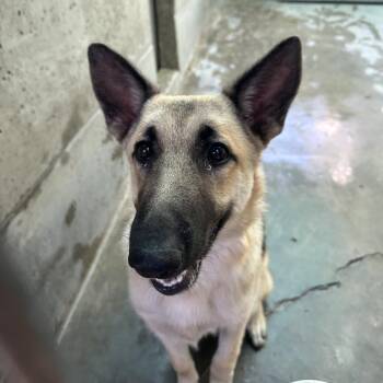 Keroppi -  German Shepherd Dog Dog for Adoption in Pasadena, California - Keroppi | PetCurious