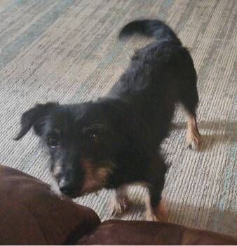 KD -  Schnauzer and Jack Russell Terrier Dog for Adoption in Irmo, South Carolina - KD | PetCurious