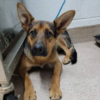 Rescue Shepherd Dogs for Adoption in Ardmore, Oklahoma - Helen | PetCurious