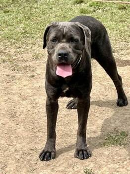 Cane Corso and Mastiff Dogs Available for Adoption in Riverside, California - LADYBUG | PetCurious