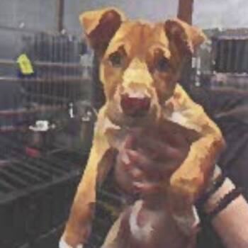 Rescue Yellow Labrador Retriever and Mixed Breed Dogs for Adoption in Tacoma, Washington - Frida | PetCurious