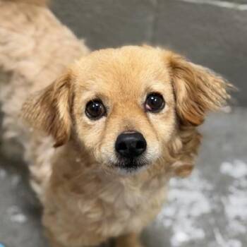 Dumpling -  Chihuahua Dog for Adoption in Sacramento, California - Dumpling | PetCurious