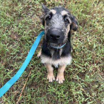 Woody -  Shepherd and Wirehaired Terrier Dog for Adoption in North Charleston, South Carolina - Woody | PetCurious