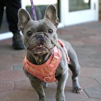 Maisie -  French Bulldog Dog for Adoption in Hampton Bays, New York - Maisie | PetCurious
