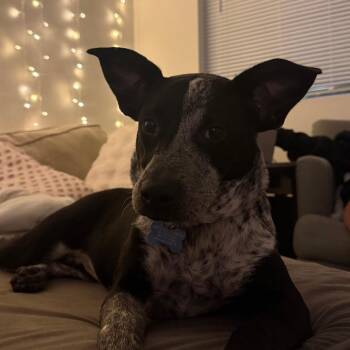 Promise -  Mixed Breed Dog for Adoption in Walker, Michigan - Promise | PetCurious