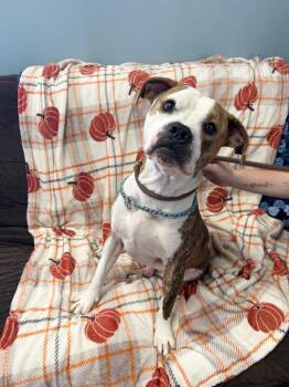 Choppa -  Pit Bull Terrier Dog for Adoption in Marion, Ohio - Choppa | PetCurious