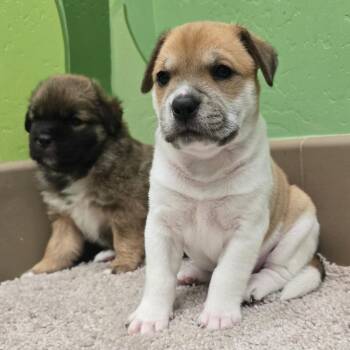 Mixed Breed Dogs Available for Adoption - Nylon | PetCurious