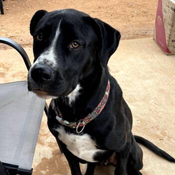 Mixed Breed Dogs Available for Adoption - Boujee | PetCurious