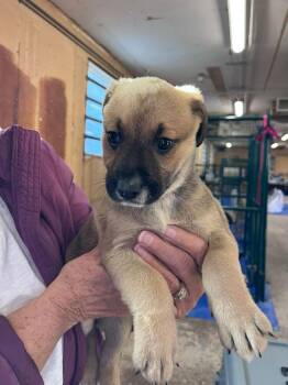 Labrador Retriever and Shepherd Dogs Available for Adoption - Columbia | PetCurious