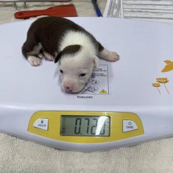 Jack Russell Terrier and Mixed Breed Dogs Available for Adoption - Penny Pup 1 | PetCurious