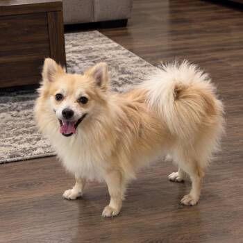 Mickey -  Pomeranian Dog for Adoption in Las Vegas, Nevada - Mickey | PetCurious