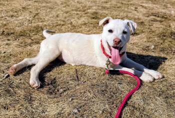 Shepherd Dogs Available for Adoption - Judy | PetCurious
