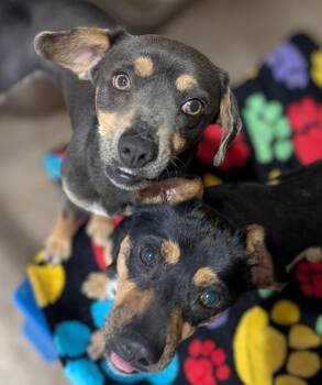 Miniature Pinscher and Mixed Breed Dogs Available for Adoption - Thelma (grey & Tan) And Louise (black & Tan) | PetCurious