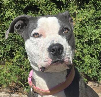 Rescue American Bully Dogs for Adoption in North Valley, New Mexico - Mysterious Ms Marley Moon ~ Soulful Baby Doll ! | PetCurious