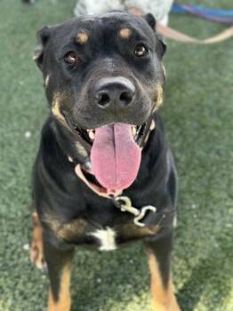 Callisto -  Rottweiler and Mixed Breed Dog for Adoption in Fresno, California - Callisto | PetCurious