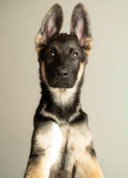Rescue German Shepherd Dog Dogs for Adoption in Vancouver, Washington - Jules | PetCurious