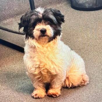 Pluto -  Mixed Breed Dog for Adoption in Fredericksburg, Virginia - Pluto | PetCurious
