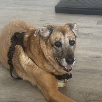 Molly - Home to Home -  Shepherd and Mixed Breed Dog for Adoption in South Elgin, Illinois - Molly - Home To Home | PetCurious