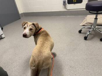 SERAPHINA -  Anatolian Shepherd and Husky Dog for Adoption in Auburn, California - SERAPHINA | PetCurious