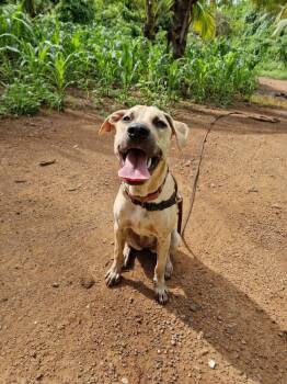 Rescue Mixed Breed Dogs for Adoption in San Diego, California - Stockholm - Money Heist Litter | PetCurious