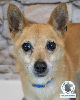 Rescue Chihuahua and Spitz Dogs for Adoption in Kennesaw, Georgia - Wilfred | PetCurious