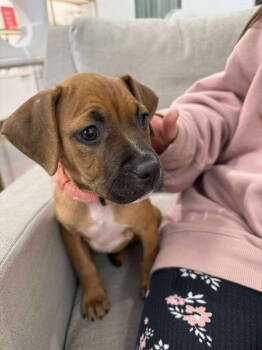 Rescue Boxer and Terrier Dogs for Adoption in Holly Springs, North Carolina - Elsa | PetCurious