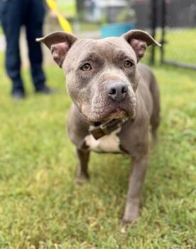 Scarlet -  American Staffordshire Terrier Dog for Adoption in Disputanta, Virginia - Scarlet | PetCurious