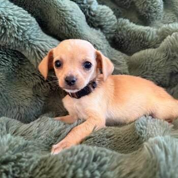 Faith -  Chihuahua and Mixed Breed Dog for Adoption in Sacramento, California - Faith | PetCurious