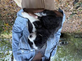 Rescue Goldendoodle and Great Pyrenees Dogs for Adoption in Sequatchie, Tennessee - Tulip | PetCurious