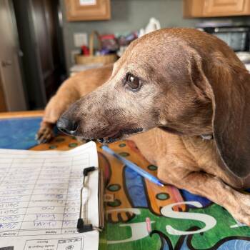 Bratworst -  Dachshund Dog for Adoption in Deming, New Mexico - Bratworst | PetCurious