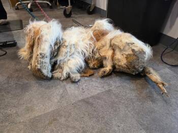 Sammy (Martin) -  Lhasa Apso Dog for Adoption in Pottsville, Pennsylvania - Sammy (Martin) | PetCurious