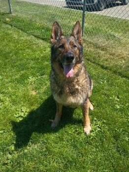 ALEX -  German Shepherd Dog Dog for Adoption - ALEX | PetCurious