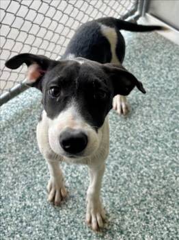 Rescue Treeing Walker Coonhound and Mixed Breed Dogs for Adoption in Salisbury, North Carolina - ANNA | PetCurious