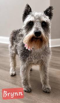 Brynn -  Miniature Schnauzer Dog for Adoption in Cochran, Georgia - Brynn | PetCurious