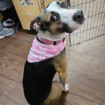 Birdie -  Mixed Breed Dog for Adoption in Lakeland, Florida - Birdie | PetCurious