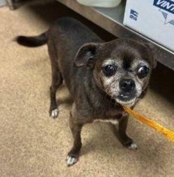 Chihuahua Dogs Available for Adoption in Boonton, New Jersey - Lolo TX | PetCurious