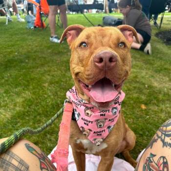 Mango -  Pit Bull Terrier Dog for Adoption in Buffalo, New York - Mango | PetCurious