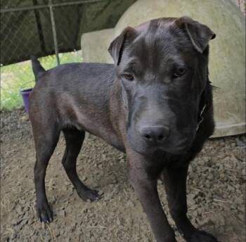 Jun -  Shar Pei Dog for Adoption in Eugene, Oregon - Jun | PetCurious