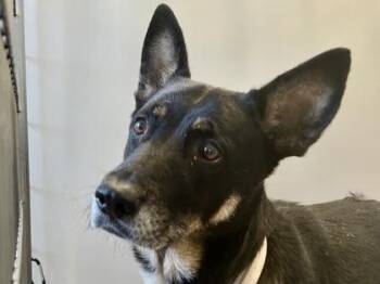 Rescue Mixed Breed Dogs for Adoption in Georgetown, Texas - Gabby | PetCurious