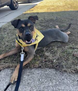 Snickers -  Shepherd and Terrier Dog for Adoption in Plainfield, Illinois - Snickers | PetCurious