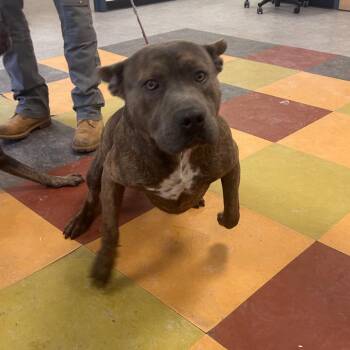 Mixed Breed Dogs Available for Adoption - Sear Knight | PetCurious