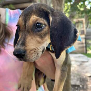 Shiner -  Coonhound Dog for Adoption in Austin, Texas - Shiner | PetCurious