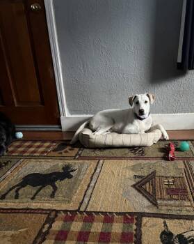 Casper -  Labrador Retriever Dog for Adoption in West Peoria, Illinois - Casper | PetCurious