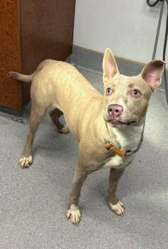 TEACUP -  Pit Bull Terrier Dog for Adoption in Rancho Cucamonga, California - TEACUP | PetCurious